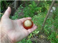 arčilend